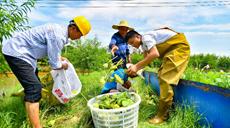 盛夏时节采莲忙