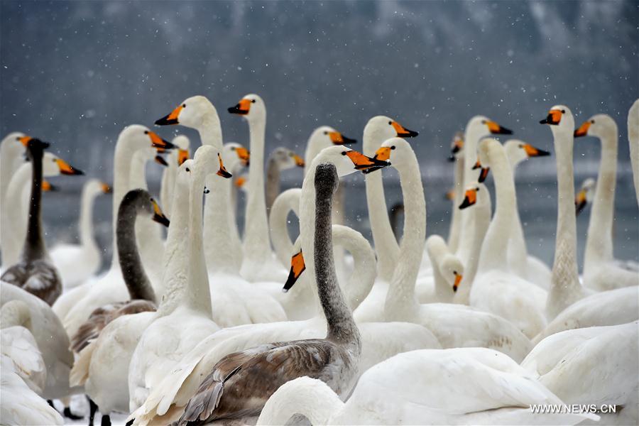 CHINA-SHANXI-SNOW-SWAN (CN)