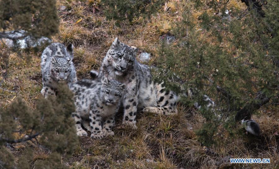 CHINA-QINGHAI-BIOLOGICAL DIVERSITY-SNOW LEOPARD (CN)