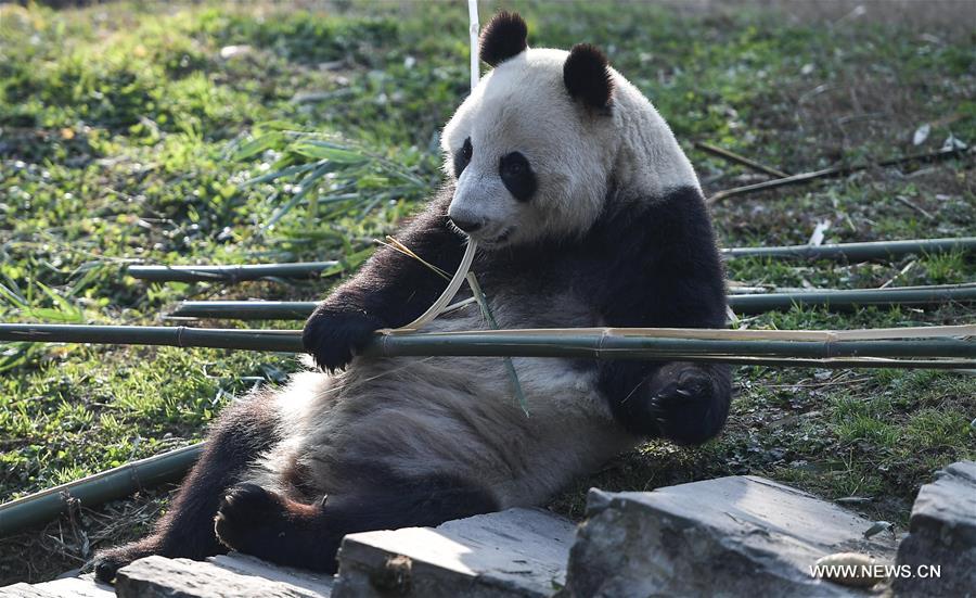 CHINA-SICHUAN-DUJIANGYAN-PANDA-FINLAND-DEPARTURE (CN)