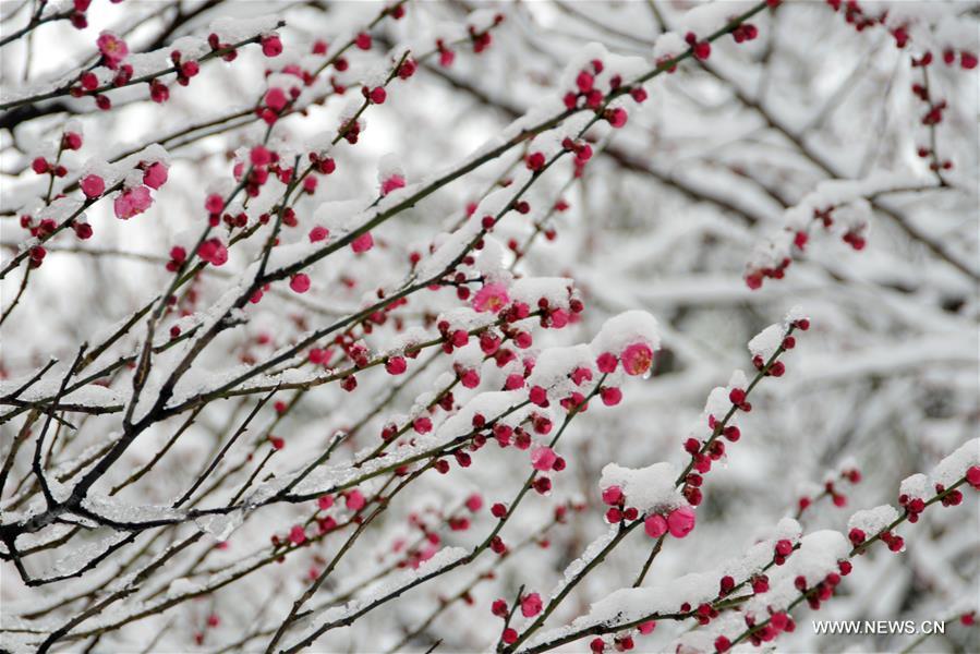 #CHINA-HANGZHOU-RED PLUM (CN)