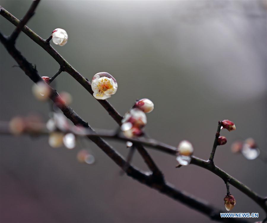 #CHINA-SPRING-PLUM BLOSSOM (CN)