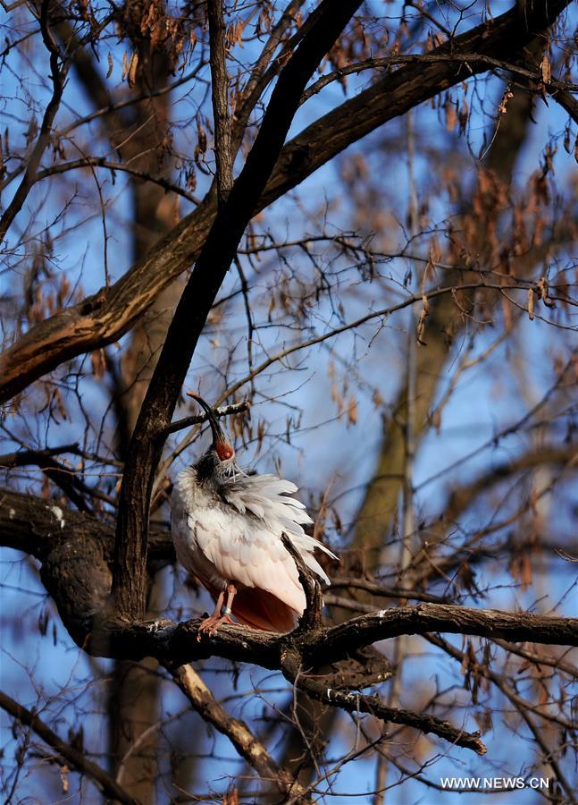 CHINA-SHAANXI-WILD CRESTED IBIS (CN)