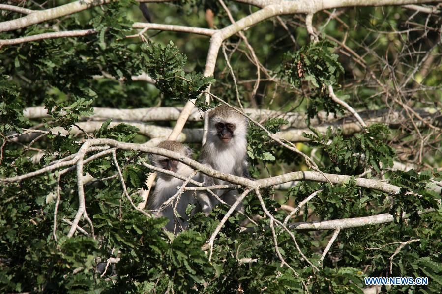 RWANDA-AKAGERA NATIONAL PARK-CUBS