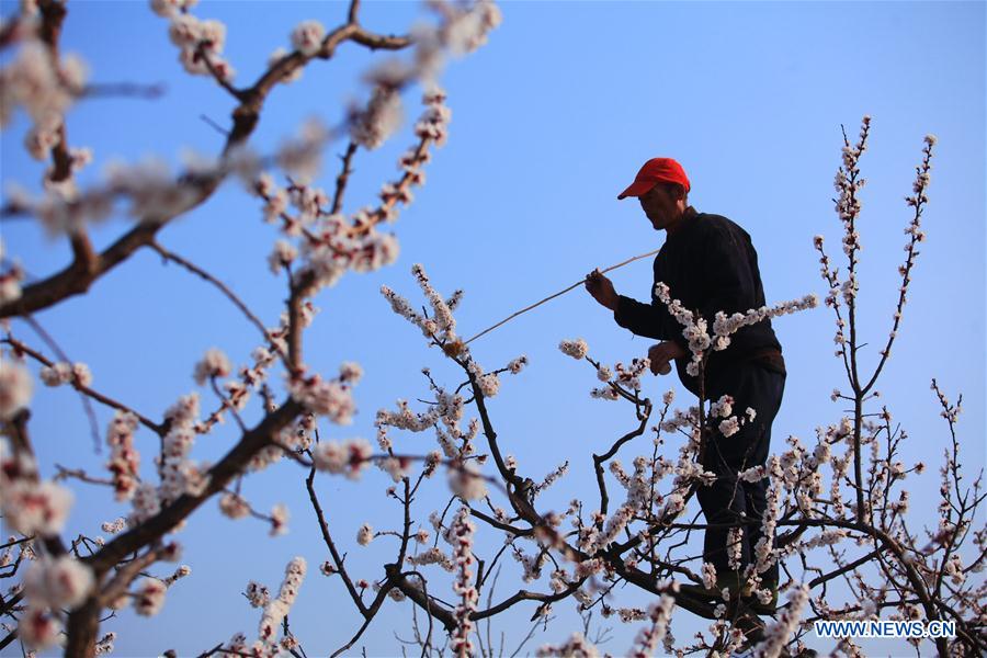 #CHINA-SPRING-FARM WORK (CN)