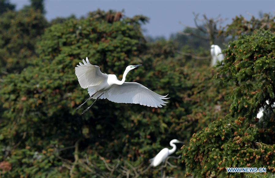 CHINA-JIANGXI-EGRETS (CN)