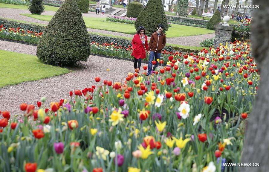 BELGIUM-BRUSSELS-SPRING-FLOWER-DALIYLIFE