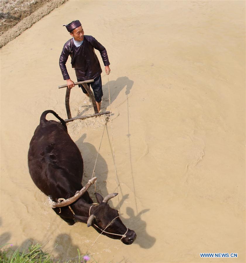 #CHINA-GUIZHOU-PLOUGHING FESTIVAL (CN)