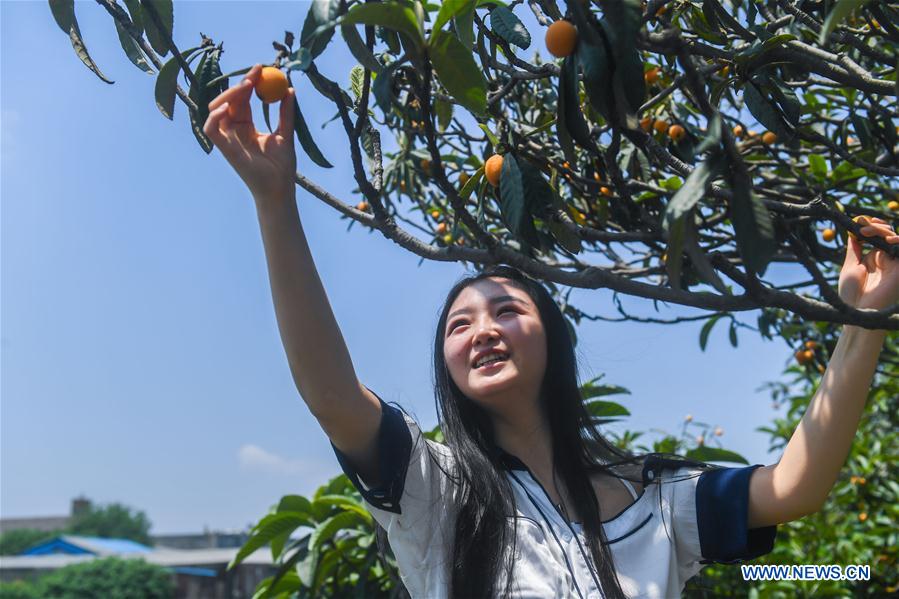 CHINA-ZHEJIANG-LOQUAT-HARVEST (CN)