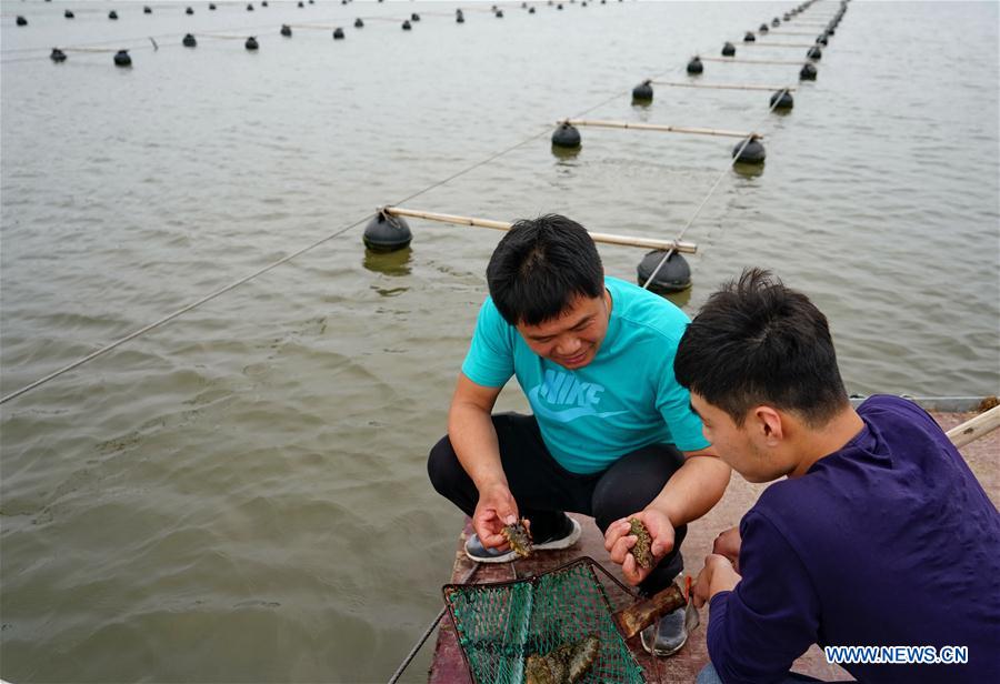 CHINA-HEBEI-MARICULTURE FARM (CN)