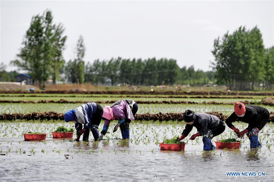 CHINA-JILIN-PADDY RICE PLANTING (CN)