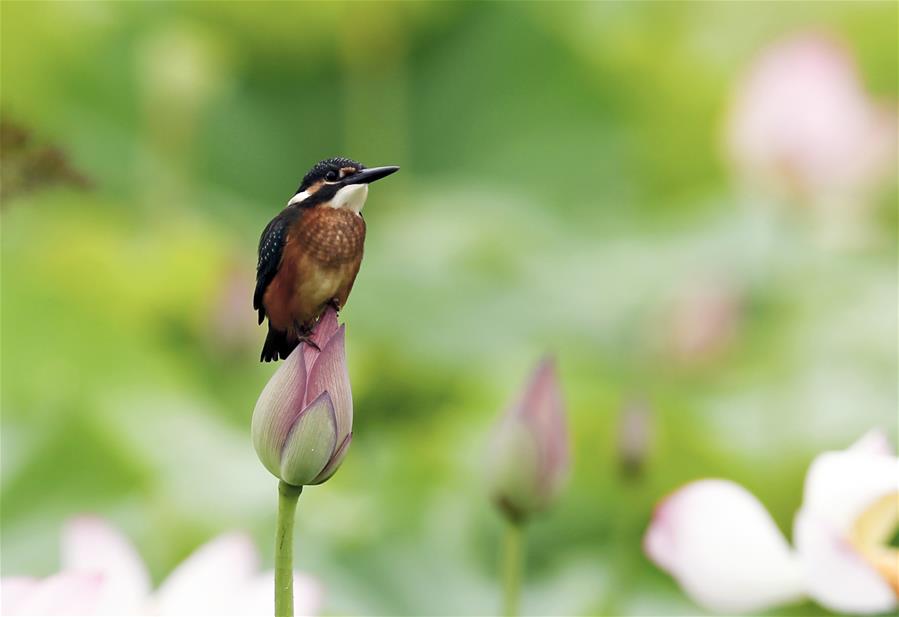 #CHINA-LOTUS FLOWER (CN)