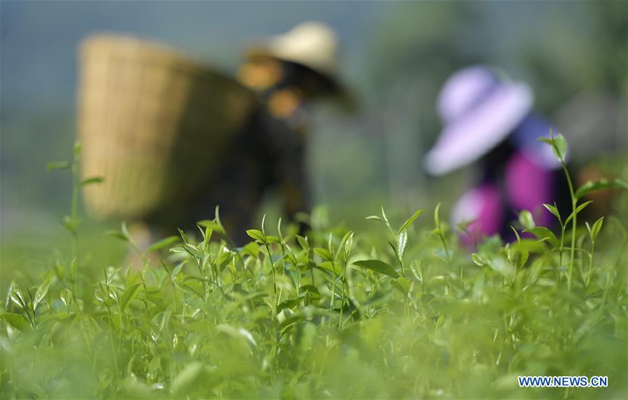 #CHINA-AGRICULTURE-FARMER-WORK (CN)