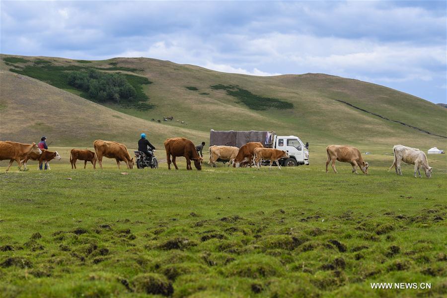 CHINA-INNER MONGOLIA-LIVESTOCK TRANSFER-SUMMER PASTURE (CN)