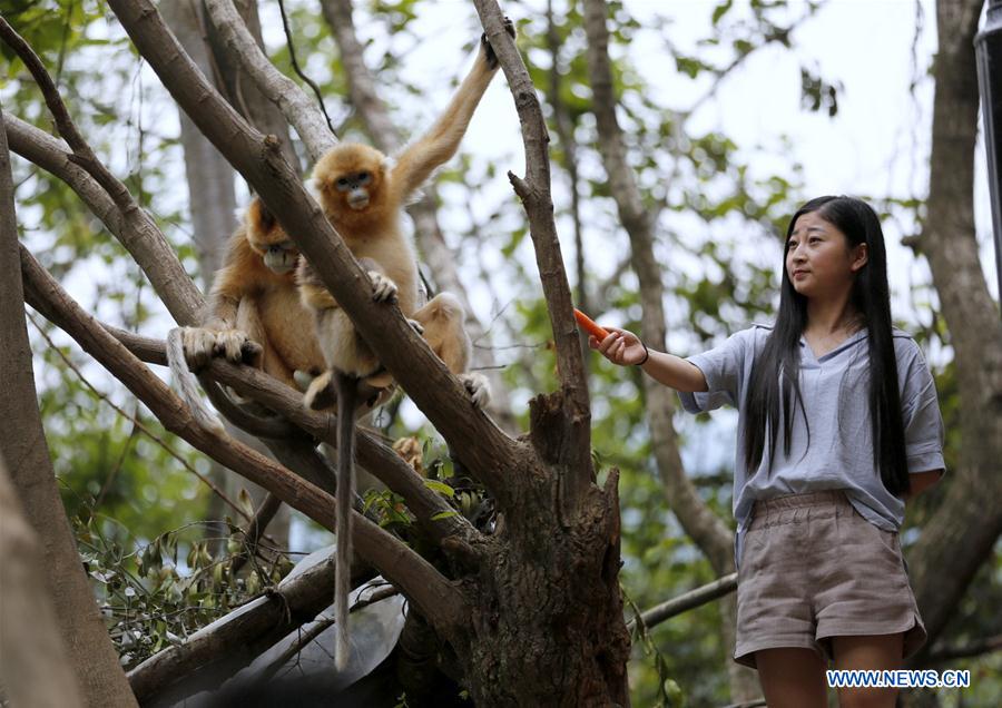 #CHINA-GANSU-GOLDEN MONKEY (CN*)