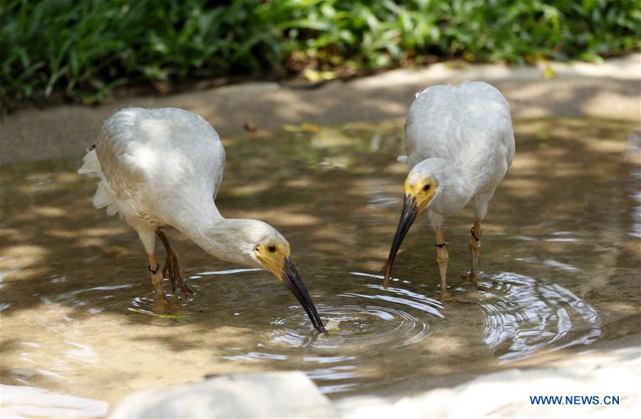 CHINA-GUANGDONG-CRESTED IBIS-NEWBORNS (CN)