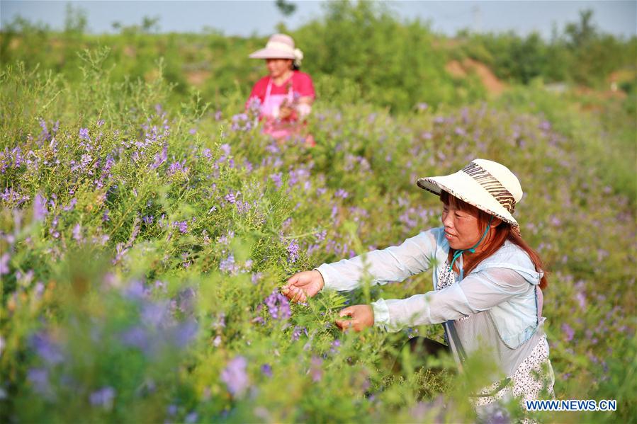 CHINA-HEBEI-NEIQIU-CHINESE HERBAL MEDICINE (CN)