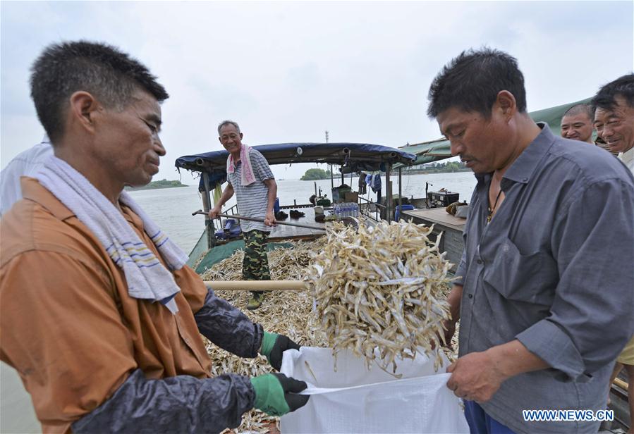 #CHINA-JIANGSU-SHORTJAW TAPERTAIL ANCHOVY-HARVEST (CN)