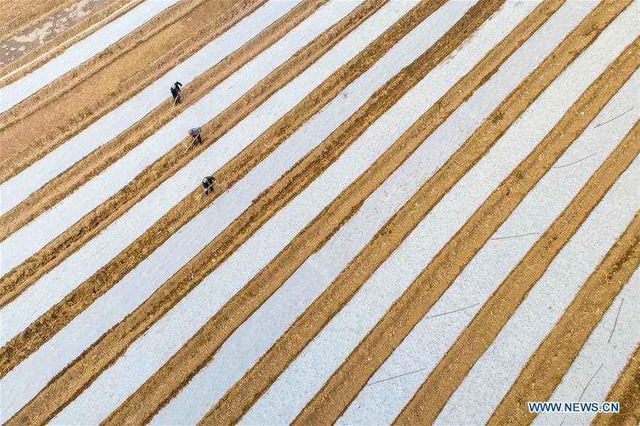 #CHINA-AUTUMN-FARMWORK (CN)