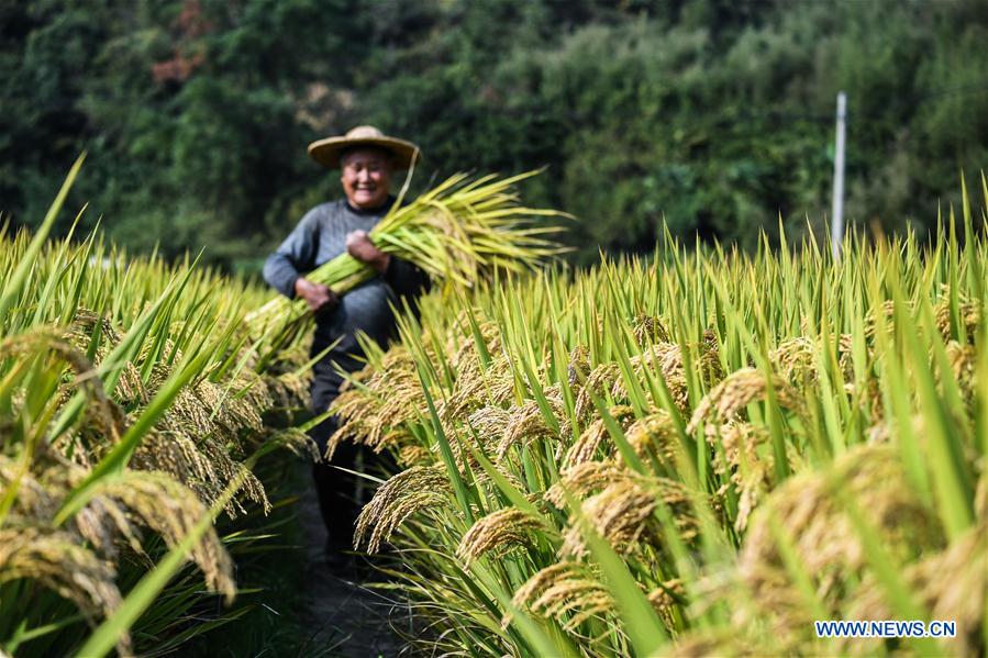 CHINA-HANGZHOU-RICE-HARVEST (CN)