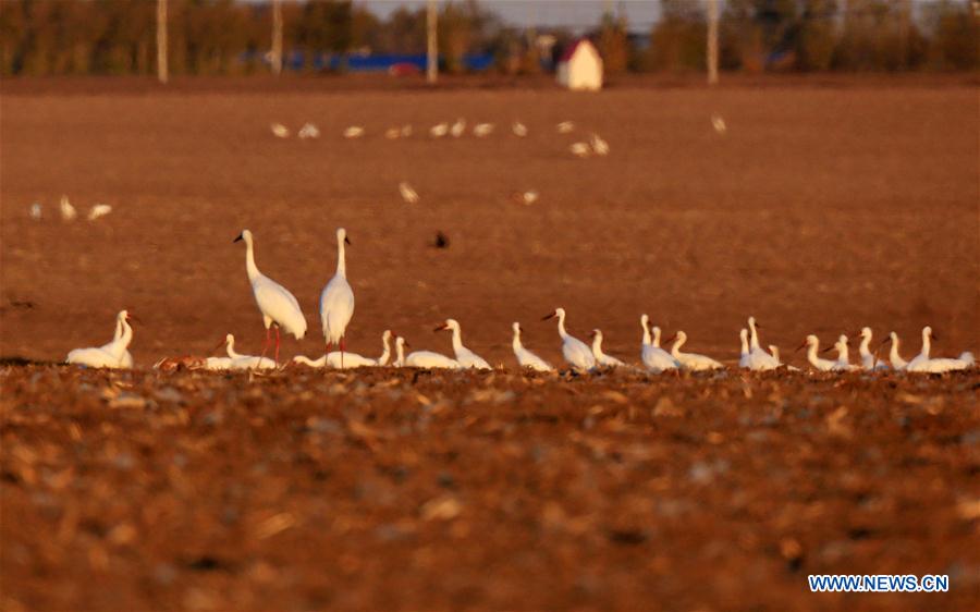 CHINA-JILIN-ZHENLAI-WILD BIRD (CN)