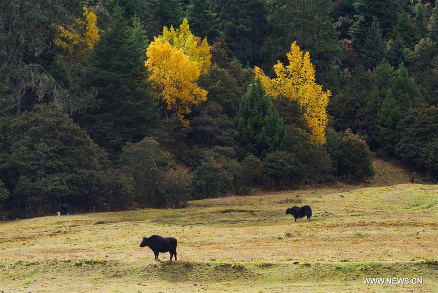 CHINA-TIBET-AUTUMN-SCENERY (CN)