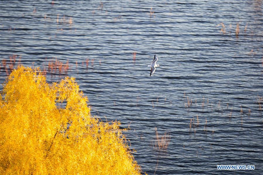 #CHINA-AUTUMN-SCENERY (CN)