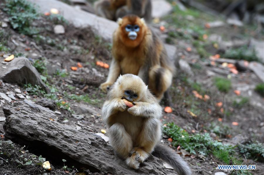 CHINA-GANSU-YUHE-GOLDEN MONKEY (CN)