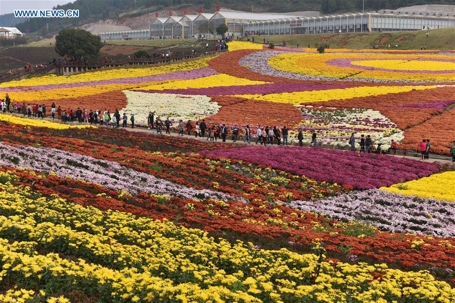 #CHINA-CHRYSANTHEMUM-TOURISM (CN)