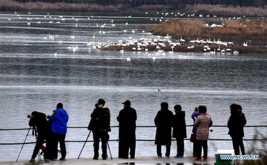 CHINA-HENAN-SANMENXIA-WHITE SWANS (CN)