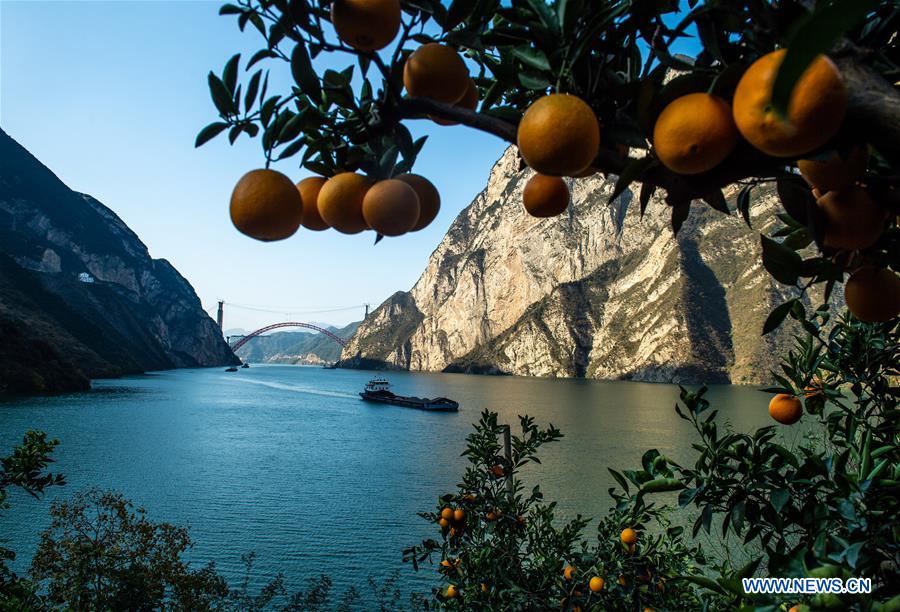 #CHINA-HUBEI-ZIGUI-NAVEL ORANGE (CN)