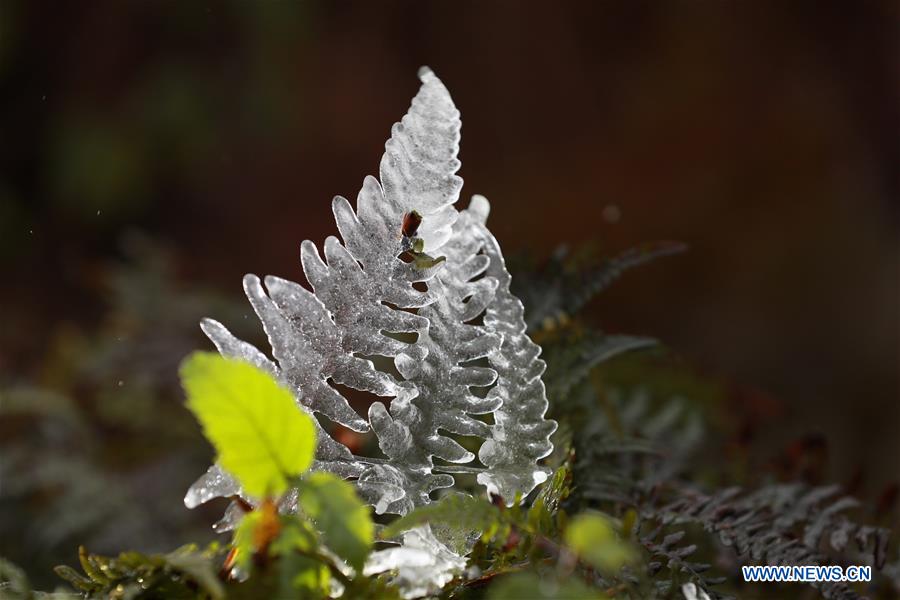 #CHINA-GUIZHOU-BIJIE-FROZEN PLANT (CN) 