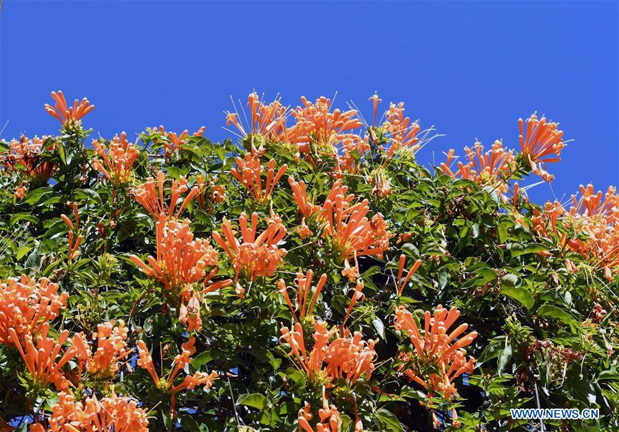 CHINA-YUNNAN-KUNMING-FLOWER BLOSSOM (CN)