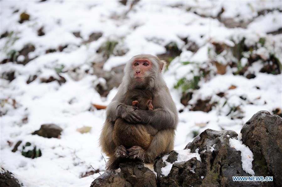 #CHINA-GUIZHOU-GUIYANG-SNOW-MONKEY (CN)