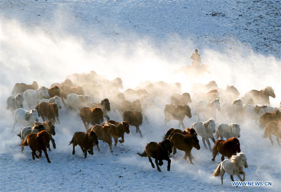 CHINA-INNER MONGOLIA-HORSE-GRASSLAND (CN)