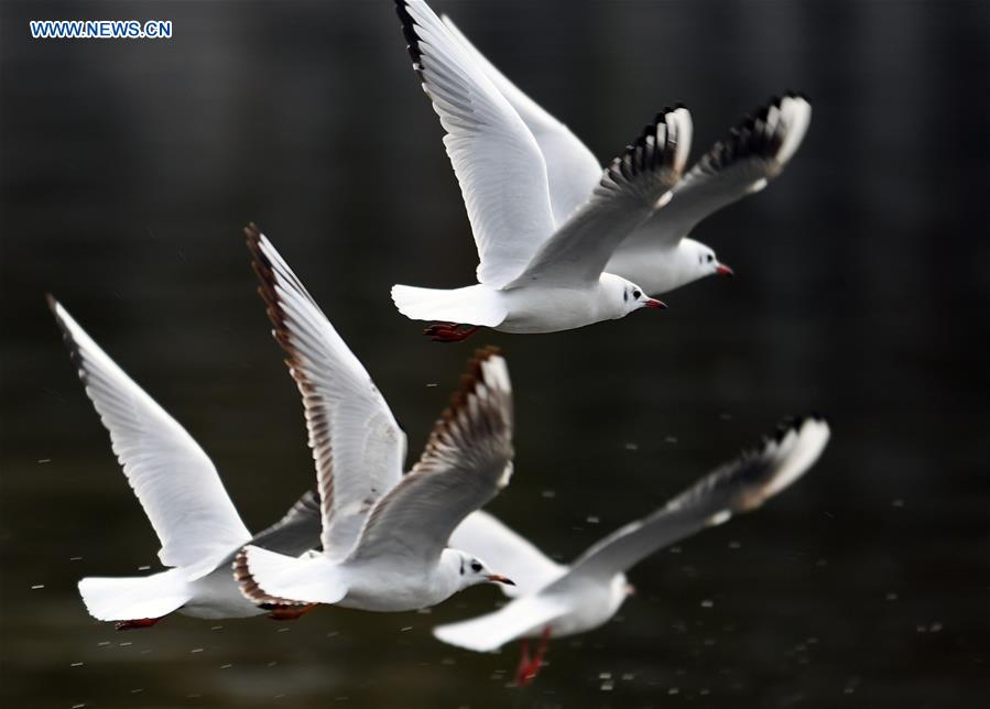 CHINA-KUNMING-RED-BILLED GULLS (CN)