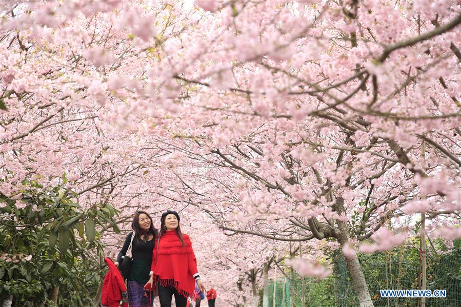 #CHINA-CHONGQING-CHERRY BLOSSOM (CN)