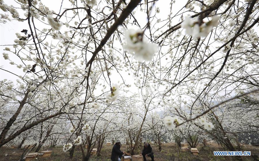 CHINA-GUIZHOU-CHERRY BLOSSOM-BEE-FARMING(CN)