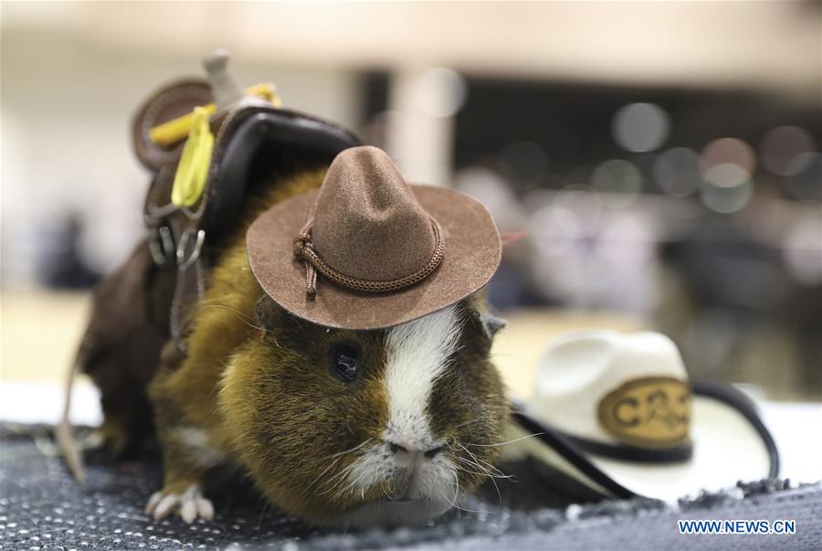 U.S.-HOUSTON-RABBIT-CAVY-COSTUME CONTEST