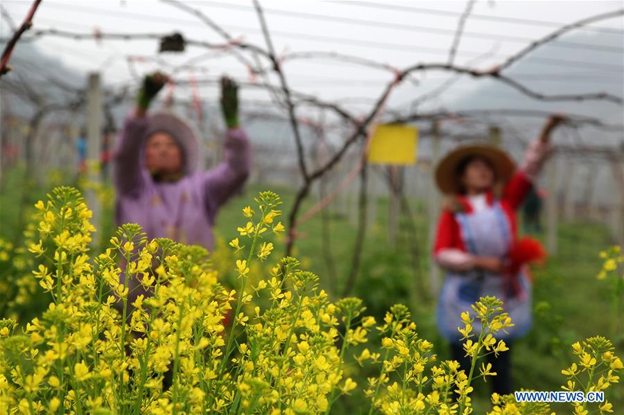 #CHINA-SPRING-FARM WORK (CN)