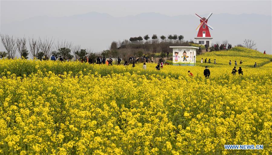 CHINA-SHAANXI-HANZHONG-COLE FLOWERS (CN)