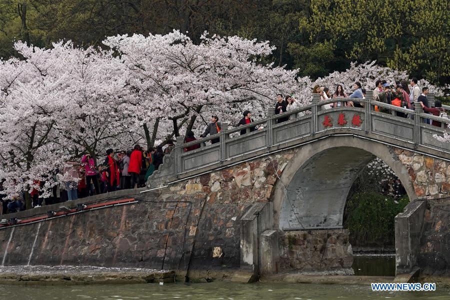 CHINA-JIANGSU-WUXI-CHERRY BLOSSOMS (CN)