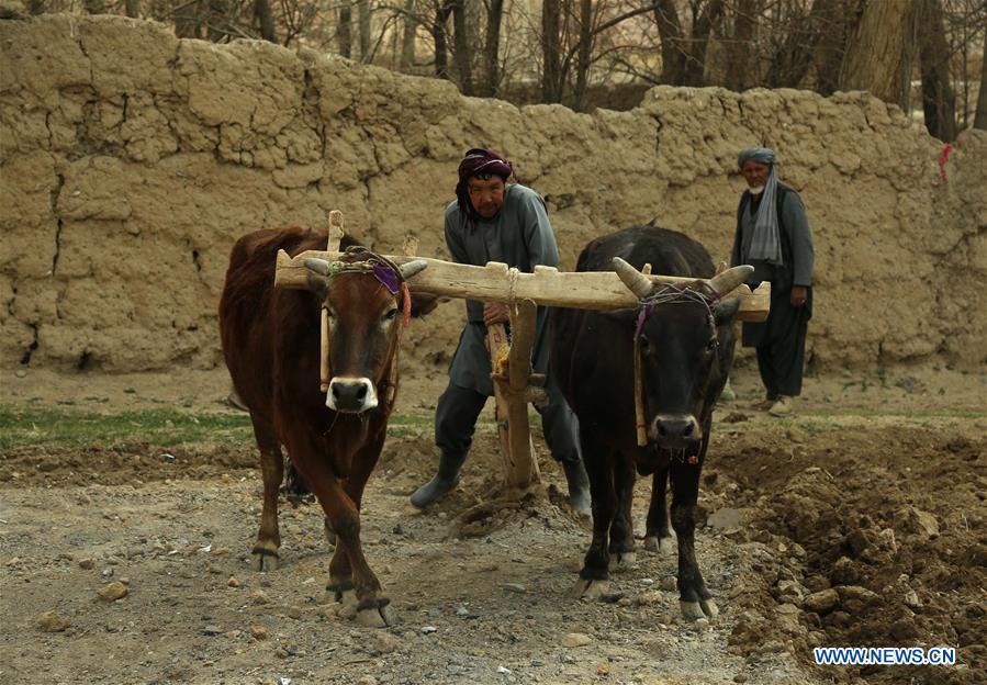 AFGHANISTAN-BAMYAN-DAILY LIFE