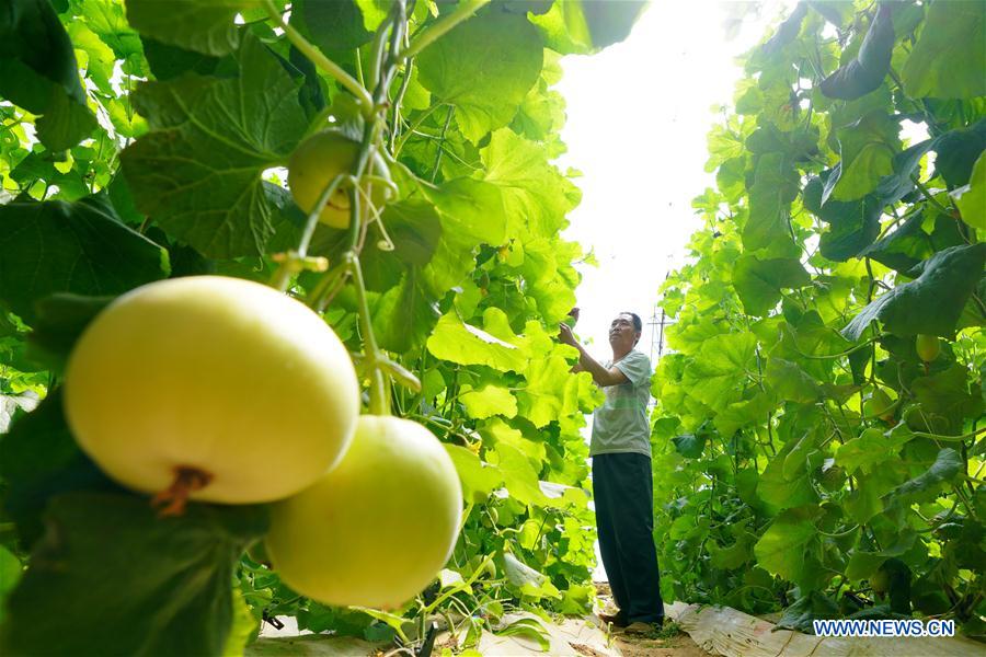 CHINA-HEBEI-AGRICULTURE-DEVELOPMENT (CN)