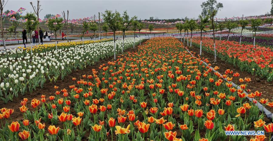 CHINA-SHAANXI-LUONAN-TULIP-TOURISM(CN)