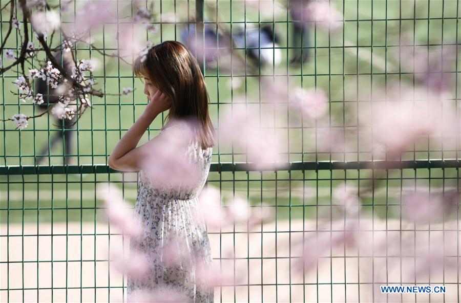 CHINA-HARBIN-APRICOT FLOWERS (CN)