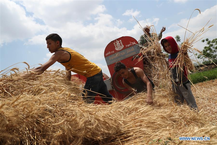 EGYPT-QALYUBIA-WHEAT HARVEST