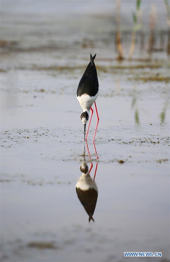 #CHINA-LIAONING-DALIAN-BLACK-WINGED STILT (CN)