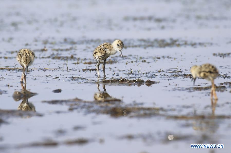 #CHINA-LIAONING-DALIAN-BLACK-WINGED STILT (CN)