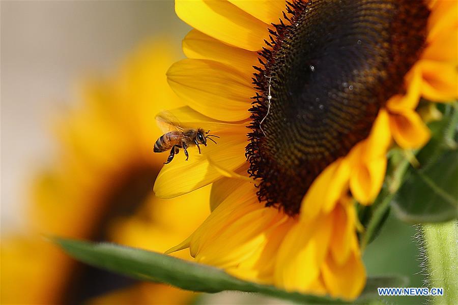 THE PHILIPPINES-QUEZON CITY-BEE-SUNFLOWER